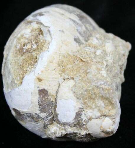 Fossil Gastropod - Madagascar #25546